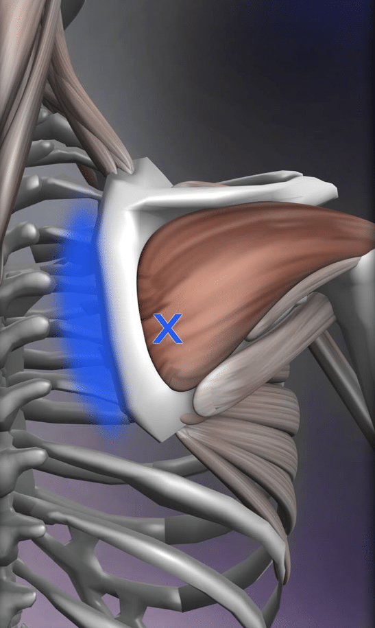 The Infraspinatus Muscle - Massage Aha!